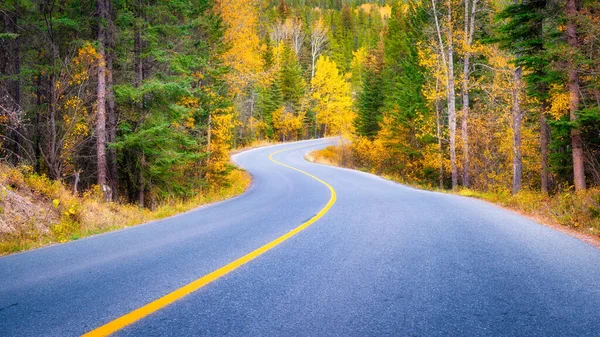 Road Woods Asphalt Road Turns Trees Forest Background Composition Fall — Stock Photo, Image