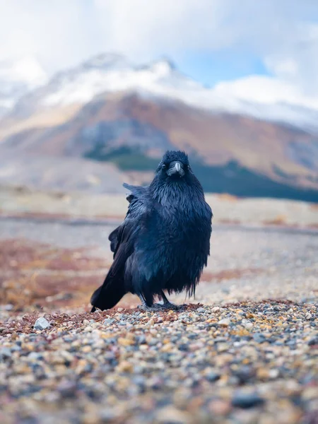 Svarta Kråkan Porträtt Vild Fågel Djur Det Vilda Fågel Bakgrunden — Stockfoto