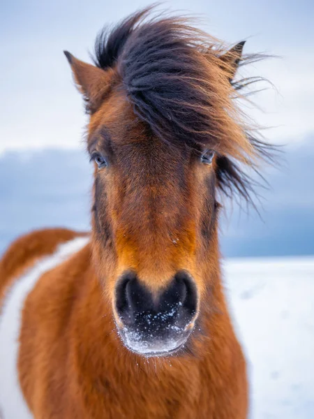 Retrato Cavalo Islândia Cavalo Selvagem Cavalo Fiorde Ocidental Islândia Composição — Fotografia de Stock