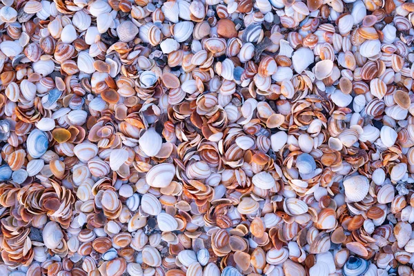 Muscheln Meeresufer Als Hintergrund Meeresfauna Natürlicher Hintergrund Natürlicher Materialien Foto — Stockfoto