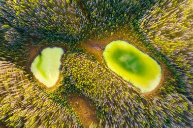 A drone view of the lake in the woods. An aerial view of an autumn forest. Pond among the trees. Landscape with soft light before sunset. Alberta, Canada.