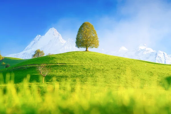 A field with a lone tree and high mountains in the background. Landscape in the daytime. Fields and meadows. Natural landscape in summer time. Tree on top of the hill.