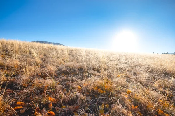 Meadow and bright sun. Bright sun rays. Autumn leaves among the grass on the slope. Clear sky. Bright sun in the morning. Wallpaper and background. Nature.