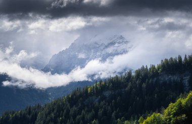 Mountains peaks and clouds in the valley. Forest. Natural landscape. Mountain range through the clouds. Landscape in the summertime. Large resolution photo.