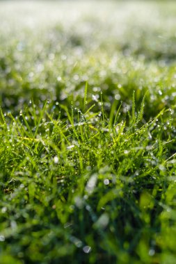 Dew on the grass at dawn. Bright sunshine an clipart