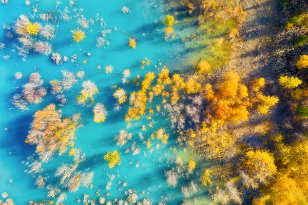 Αεροφωτογραφία Δάσος Σημύδας Τυρκουάζ Νερά Λίμνη Και Δέντρο Φυσικό Τοπίο — Φωτογραφία Αρχείου