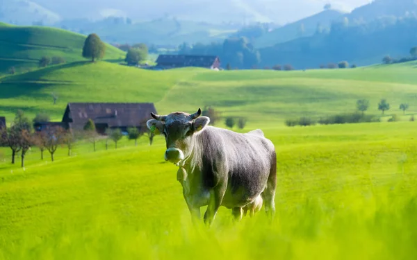 Tehén Legelőn Mezőgazdaság Svájcban Belföldi Anamális Természet Állat Fénykép Nagy — Stock Fotó
