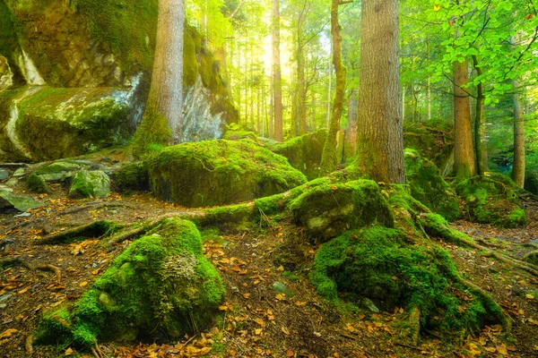 木の葉を通して日光 ナチュー 森と石を背景に 夏時間の森 高解像度の写真 — ストック写真