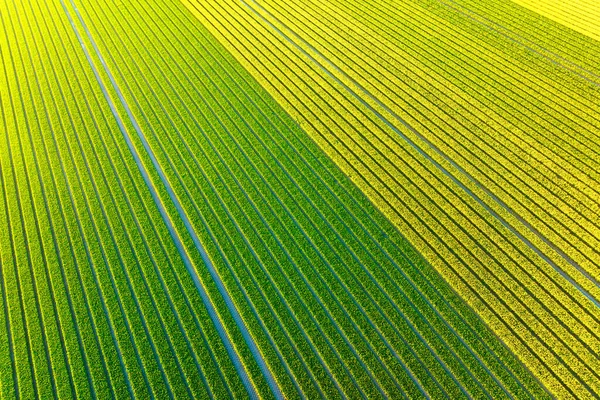 Pandangan Drone Dari Bidang Tulip Lanskap Dari Udara Belanda Baris — Stok Foto