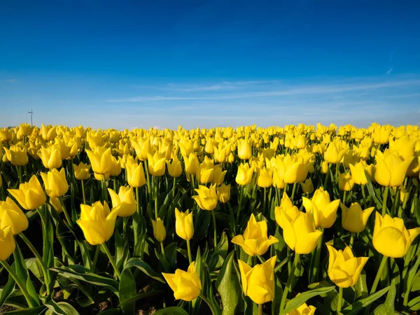 Lapangan Dengan Tulip Belanda Baris Lapangan Tulip Mekar Musim Belanda — Stok Foto