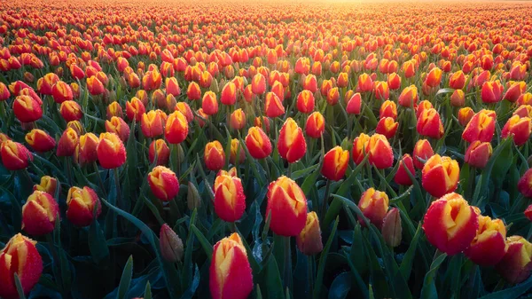 Bidang Tulip Saat Matahari Terbenam Bunga Sebagai Latar Belakang Lanskap — Stok Foto