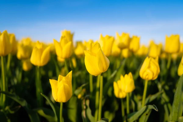 荷兰的郁金香田里 在战场上排长队盛开的郁金香在荷兰的季节 自然景观 晴朗的天空和鲜花 背景照片或壁纸照片 — 图库照片