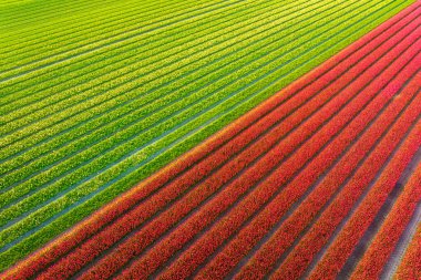 Lale tarlasının drone görüntüsü. Hollanda 'daki havadan manzara manzarası. Sahada sıralar. Yukarıdan bak. Tarım ve büyüyen bitkiler. Doğal arkaplan.