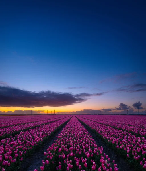 Bidang Tulip Saat Matahari Terbenam Baris Lapangan Lanskap Dengan Bunga — Stok Foto