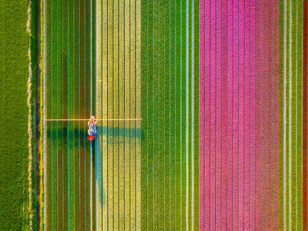 Drone View Field Tulips Drone View Combine Harvester Field Agricultural — Stock Photo, Image