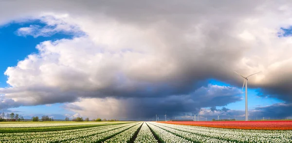Campo Tulipanes Durante Tormenta Generador Eólico Campo Los Países Bajos —  Fotos de Stock