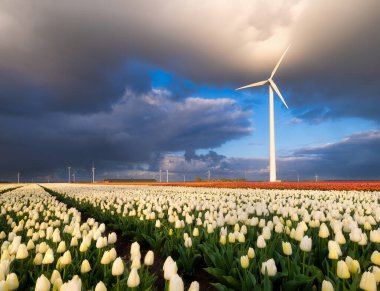 Gün batımında bir lale tarlası. Hollanda 'daki bir alanda rüzgar jeneratörü. Yeşil enerji üretimi. Gün batımında çiçeklerle birlikte manzara. Duvar kağıdı ve arkaplan için fotoğraf. Flevoland, Hollanda.