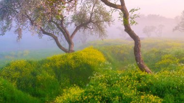 Sis sırasında orman. Gün doğumunda yumuşak bir ışık. Çiçeklerle çiçek açan ağaçlar ve otlar. Mistik bir atmosfer. Arkaplan ve duvar kağıdı için resim. 