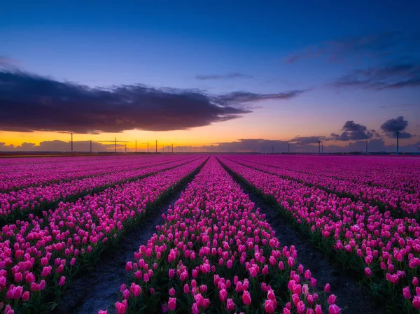 Ein Tulpenfeld Während Des Sonnenuntergangs Reihenweise Auf Dem Feld Landschaft — Stockfoto