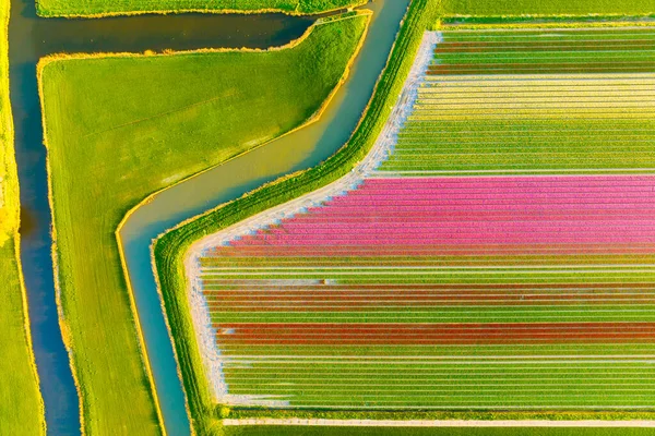 一片片郁金香的无声电影 荷兰的空中景观 在战场上排长队从上游看河流和运河 农业和种植植物 — 图库照片