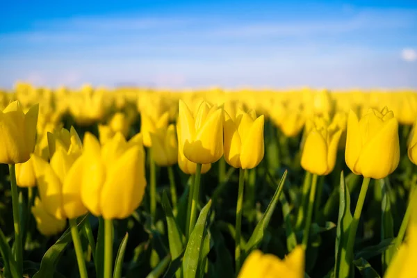 オランダのチューリップのフィールド フィールド上の行 チューリップを咲かせます オランダでのシーズン 自然の風景 背景や壁紙の写真 — ストック写真