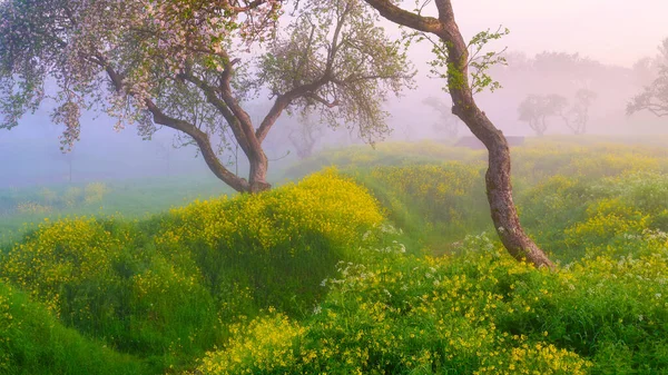 The forest during the fog. Soft light during sunrise. Blooming trees and grasses with flowers. Mystical atmosphere. Image for background and wallpaper.