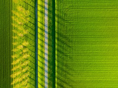 Tarlanın, ağaçların ve yolun havadan görünüşü. İnsansız hava aracının manzarası. Işık ve gölge. İnsansız hava aracının doğal geçmişi. Yukarıdan bak. Tarım.