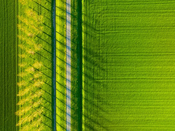 Tarlanın Ağaçların Yolun Havadan Görünüşü Nsansız Hava Aracının Manzarası Işık — Stok fotoğraf
