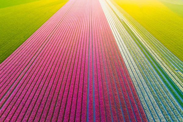 Pandangan Drone Dari Bidang Tulip Lanskap Dari Udara Belanda Baris — Stok Foto