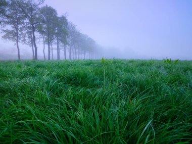 Sis sırasında alan. Ağaçlar arka arkaya. Gün doğumunda yumuşak bir ışık. Taze otlar. Mistik bir atmosfer. Arkaplan ve duvar kağıdı için resim.