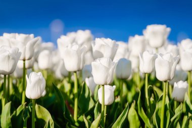 Mavi gökyüzüne karşı beyaz laleler. Çiçek arkaplan. Lale sıralarının olduğu bir tarla. Gökyüzü açık. Hollanda 'da tarım mevsiminin başlangıcı.