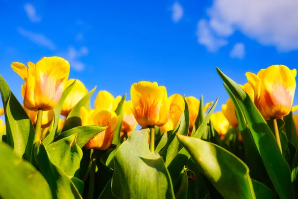 蓝色的天空映衬着黄色的郁金香 植物的背景 一排排的郁金香 晴朗的天空 荷兰农业季节的开始 — 图库照片
