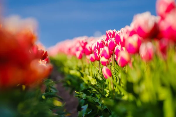 Campo Con Filas Tulipanes Tulipanes Rosados Contra Cielo Azul Fondo —  Fotos de Stock