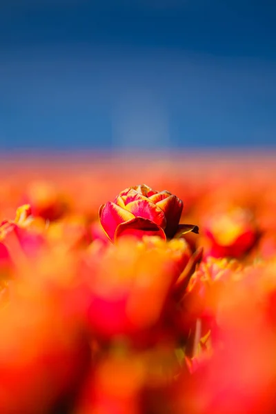 Tulipas Vermelhas Contra Céu Azul Fundo Floral Campo Com Fileiras — Fotografia de Stock