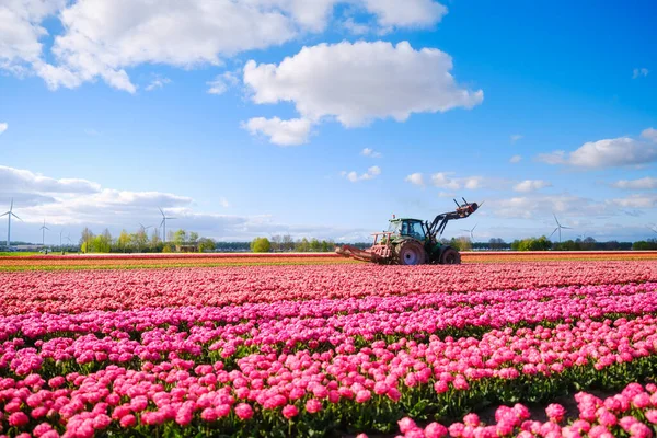 Traktor Ladang Bunga Pertanian Mesin Tempat Kerja Sebuah Lapangan Dengan — Stok Foto