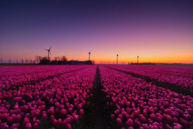 Gün batımında bir lale tarlası. Hollanda 'daki bir alanda rüzgar jeneratörü. Yeşil enerji üretimi. Gün batımında çiçeklerle birlikte manzara. Flevoland, Hollanda.
