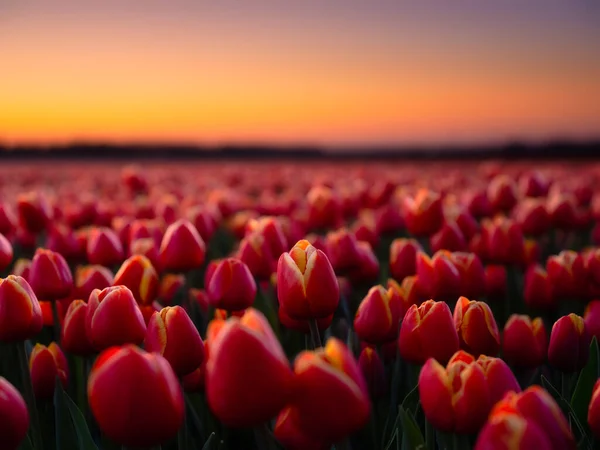 Campo Tulipanes Atardecer Flores Como Fondo Paisaje Con Flores Atardecer — Foto de Stock