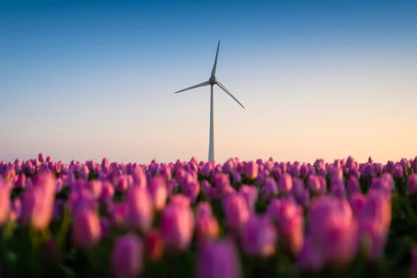 Bidang Tulip Saat Matahari Terbenam Sebuah Generator Angin Lapangan Belanda — Stok Foto