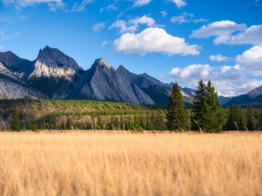 Dağ manzarası. Vadideki güneş ışınları. Bir dağ vadisinde tarla ve orman. Parlak güneş ışığıyla doğal manzara. Yüksek kayalık dağlar. Banff Ulusal Parkı, Alberta, Kanada. 