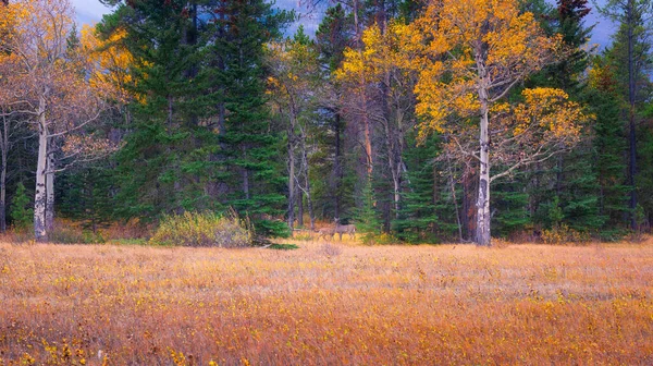 Autumn forest and deer at the edge of the woods. View of wildlife. Yellow trees. Animals in the wild. Canada, Banff National Park.