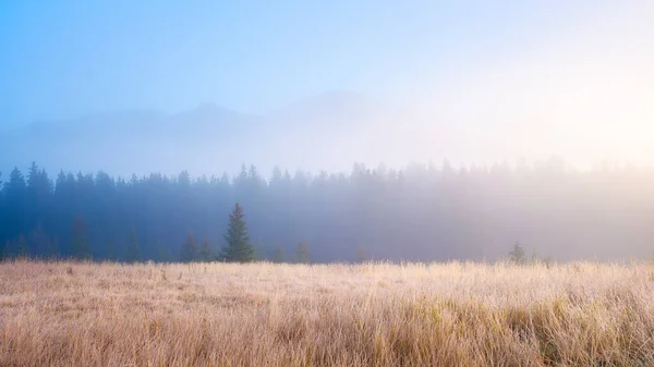 午前中に霧の風景です 谷で日光浴 夜明けに山の谷の森とフィールド 森の中で日光 大自然のパノラマ風景 カナダのアルバータ州 — ストック写真