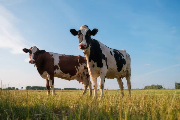 Agricultura Granja Animales Domésticos Granja Vacas Pastando Prado Animales Fondo — Foto de Stock