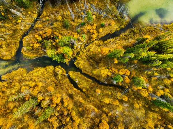 森の中の川のドローンビュー 秋の森の空中風景 木々の間に巻き川 山の水 夕暮れ前の柔らかな光の風景 — ストック写真