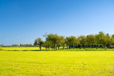 Bir tarlada bahçe ve ev. Gökyüzü açık. Tarım. Gün batımından önceki akşam manzara. Yumuşak ışık. Arkaplan ve duvar kağıdı için fotoğraf.