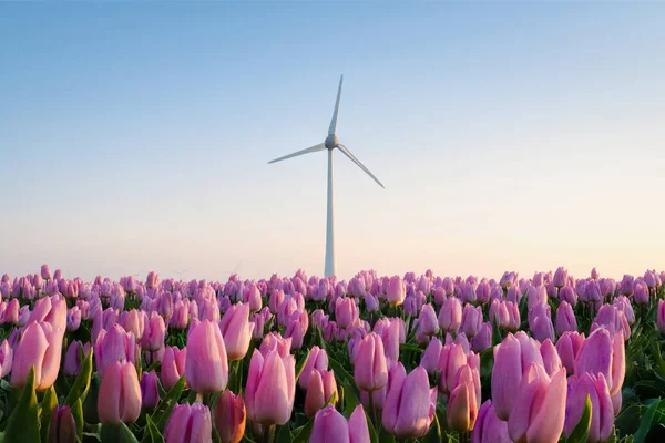 Champ Tulipes Coucher Soleil Une Éolienne Dans Champ Aux Pays — Photo