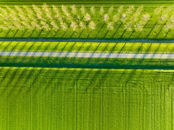 Luchtfoto Van Het Veld Bomen Weg Landschap Van Een Drone — Stockfoto