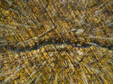 Ölü ve kuru bir ormanın insansız hava aracı görüntüsü. İnsansız hava aracı görüntüsü. Sonbahar ormanındaki havadan manzara. Gün batımından önce yumuşak ışıkla manzara. Sonbahar manzarası. Doğal arkaplan ve duvar kağıdı.