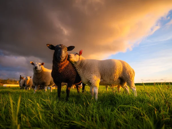 Domba Padang Rumput Saat Matahari Terbenam Pertanian Hewan Hewan Peternakan — Stok Foto
