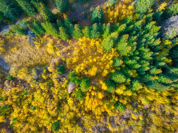 Höstdags Drönare Utsikt Över Skogen Flygbild Höstskog Naturlig Bakgrund Från — Stockfoto