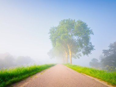 Sabah saatlerinde sis. Ağaçlar ve yürüyüş yolu. Doğa manzarası. Parktaki uzun ağaçlar. Parlak güneş ve kalın sis. Duvar kağıdı ve arkaplan için fotoğraf. Yüksek çözünürlük. 
